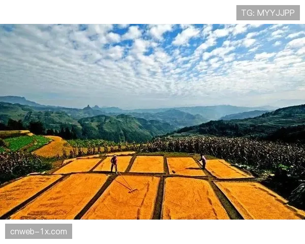 数字鸿沟问题受关注，农村群体对高阶观赛服务使用率不足8%